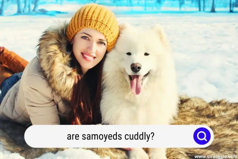 Are Samoyeds Cuddly? [YES, HERE’S WHY!]