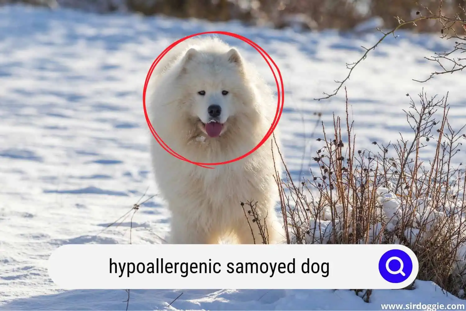 hypoallergenic samoyed dog