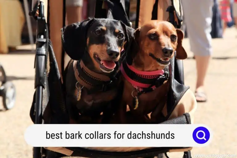 Top 3 Bark Collars For Dachshunds