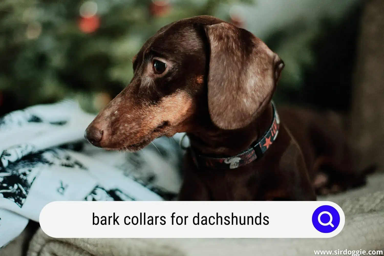 bark collars for dachshunds