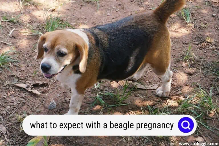 What to Expect With a Beagle Pregnancy