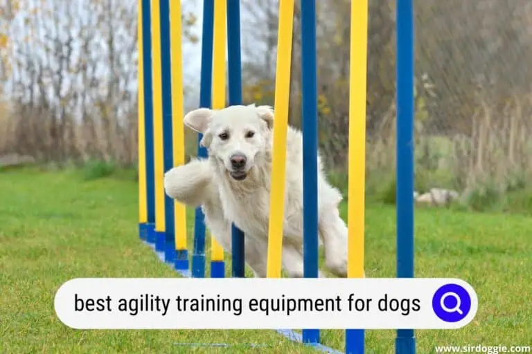 4 Best Agility Training Equipment for Dogs for 2024