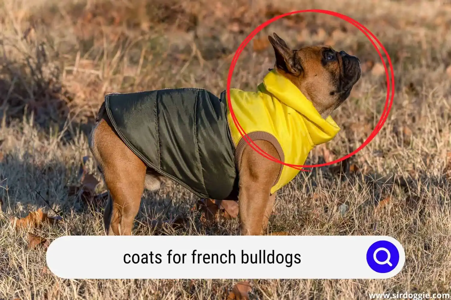 coats for french bulldogs