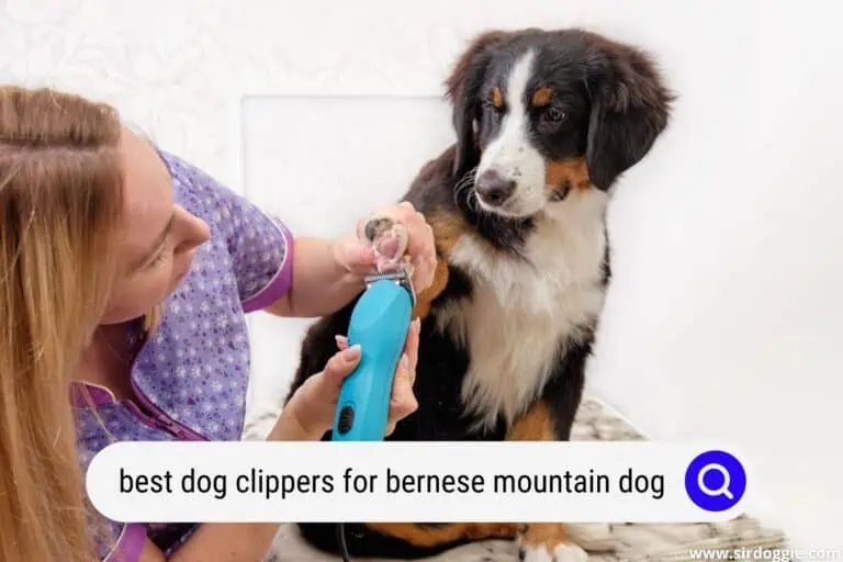 Best Dog Clippers for Bernese Mountain Dog