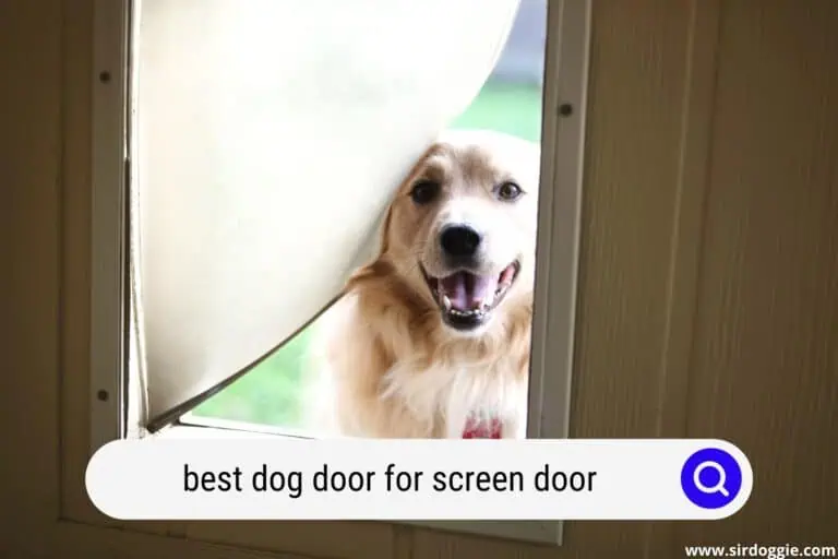 4 Best Dog Doors for Screen Doors for 2024