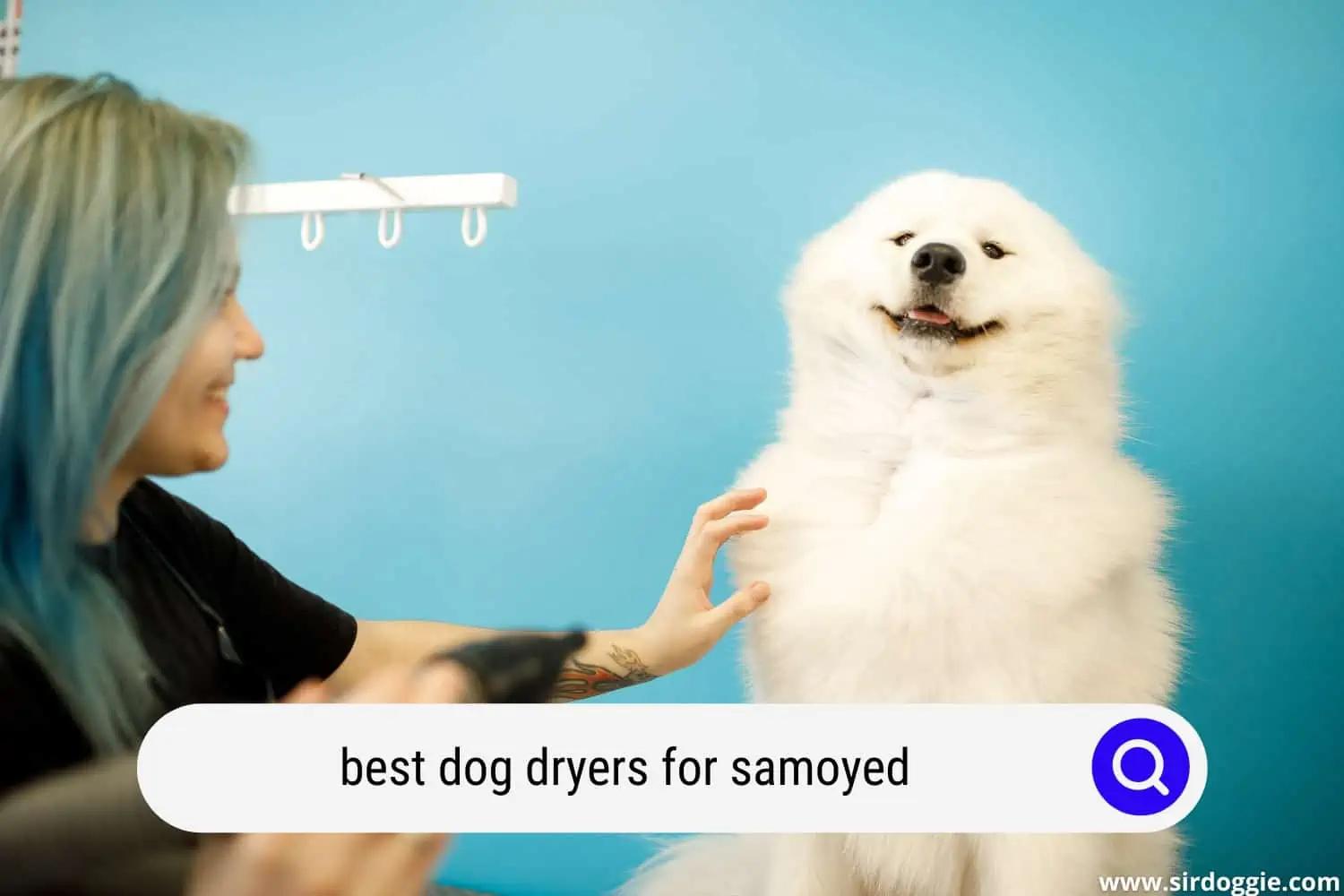 best dog dryers for samoyed