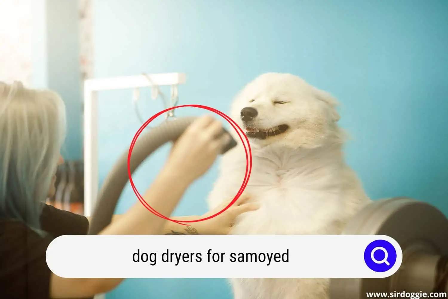 dog dryers for samoyed
