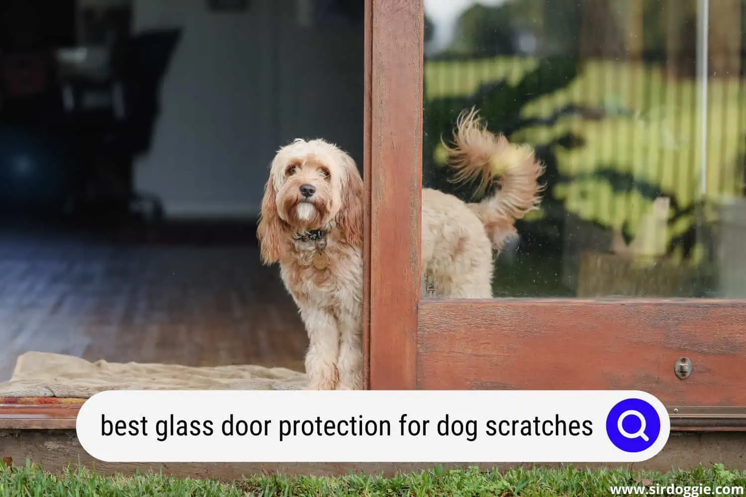 best glass door protection for dog scratches