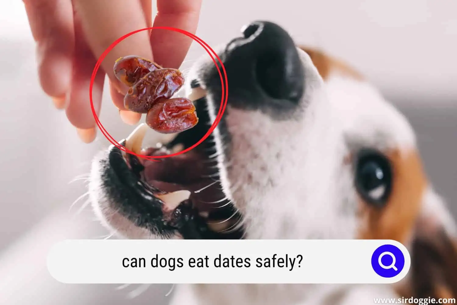 can dogs eat dates safely