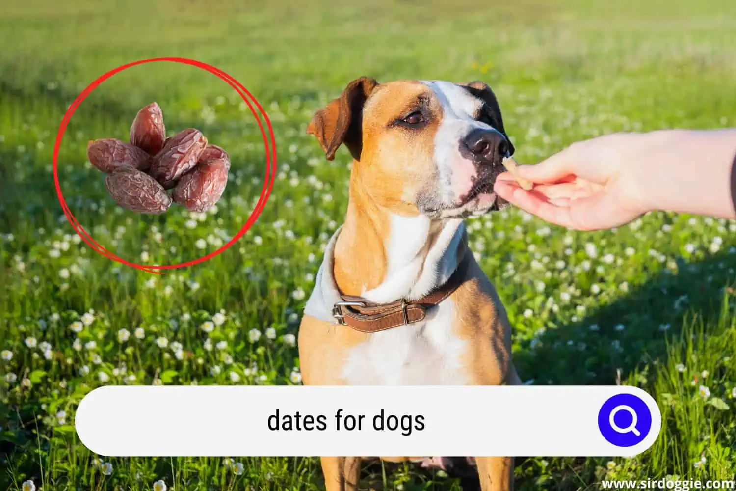 dates for dogs