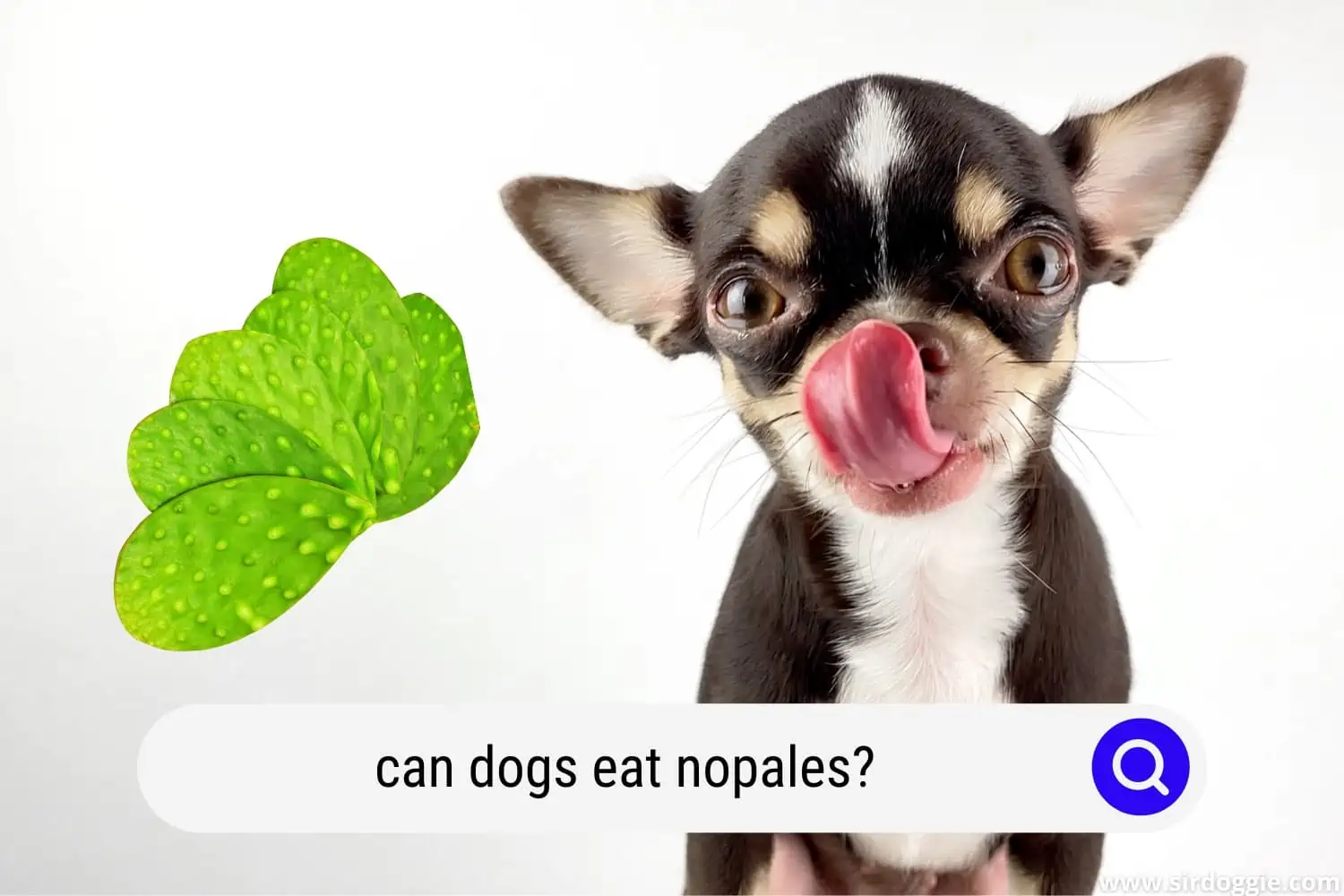 can dogs eat nopales