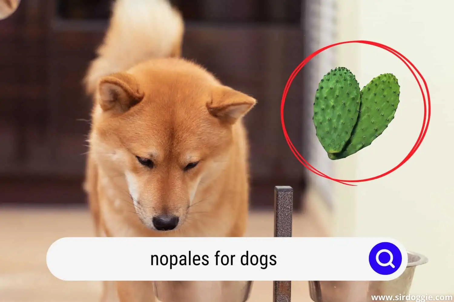 nopales for dogs