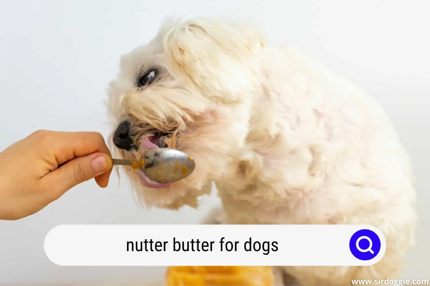 nutter butters for dog