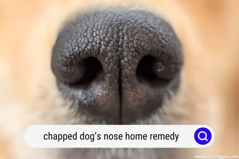 Chapped Dog’s Nose Home Remedy: Learn About 5 Reasons For Dry Snout Syndrome And Powerful Products That Can Help