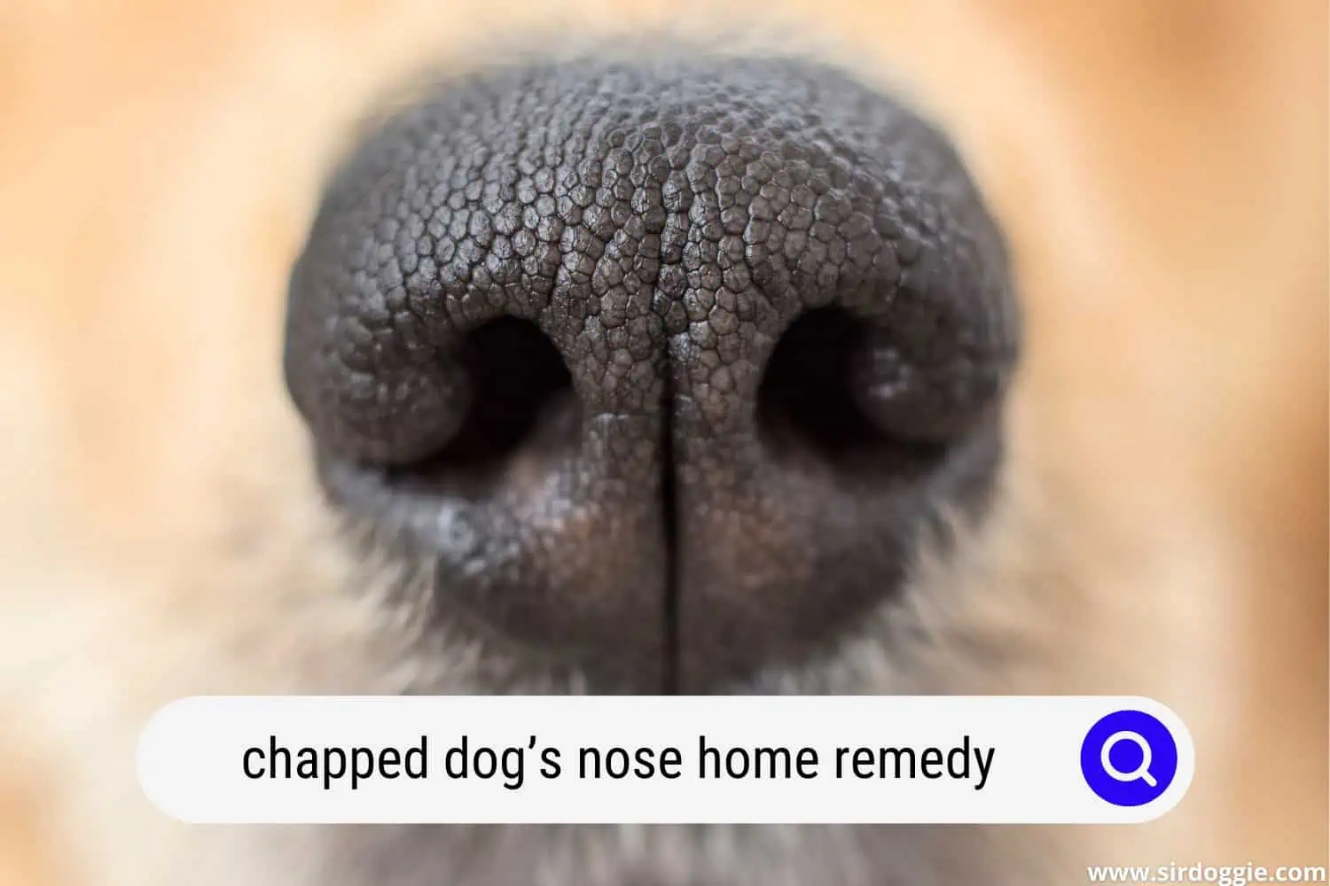 chapped dogs nose home remedy