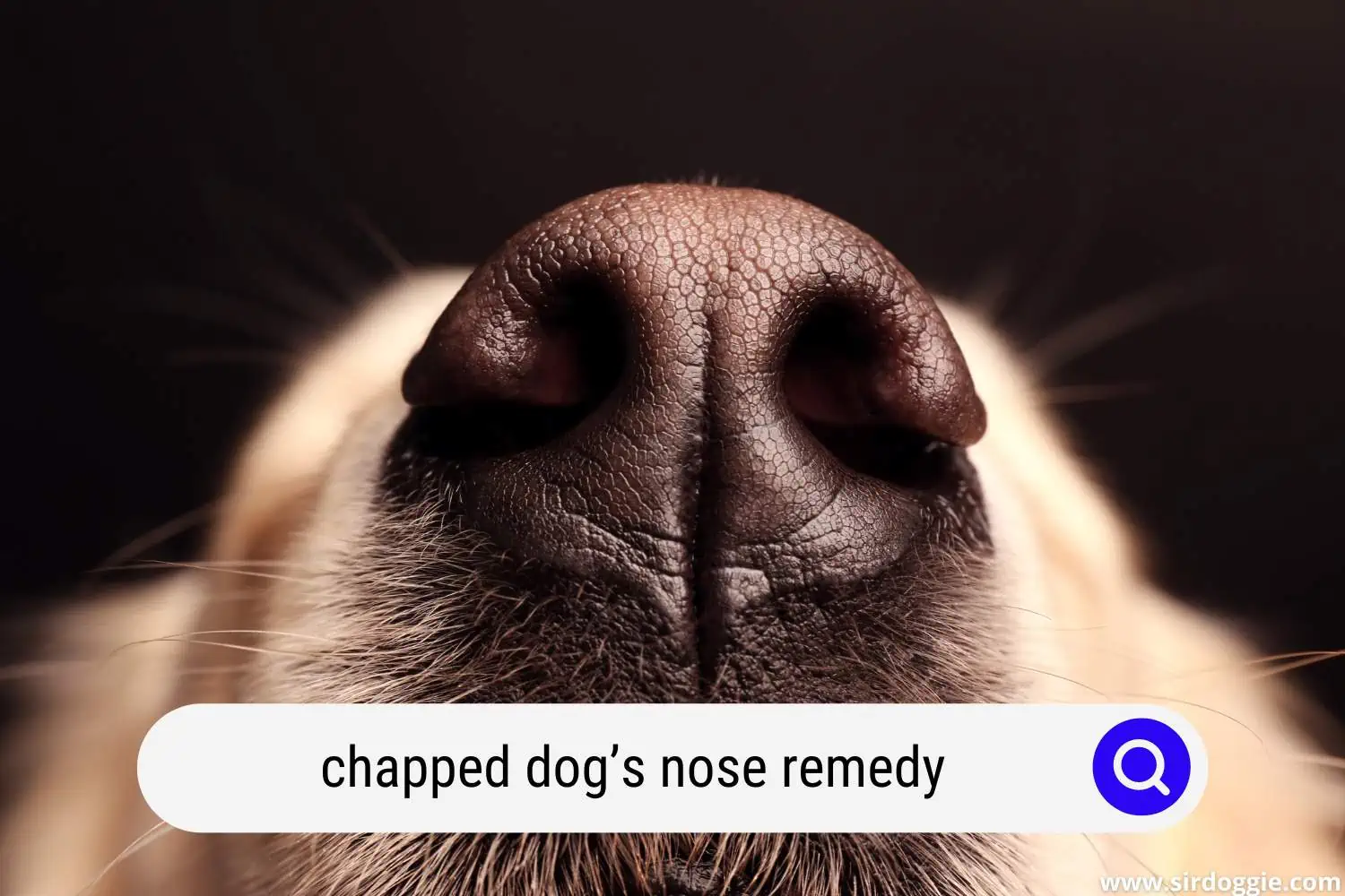chapped dogs nose remedy