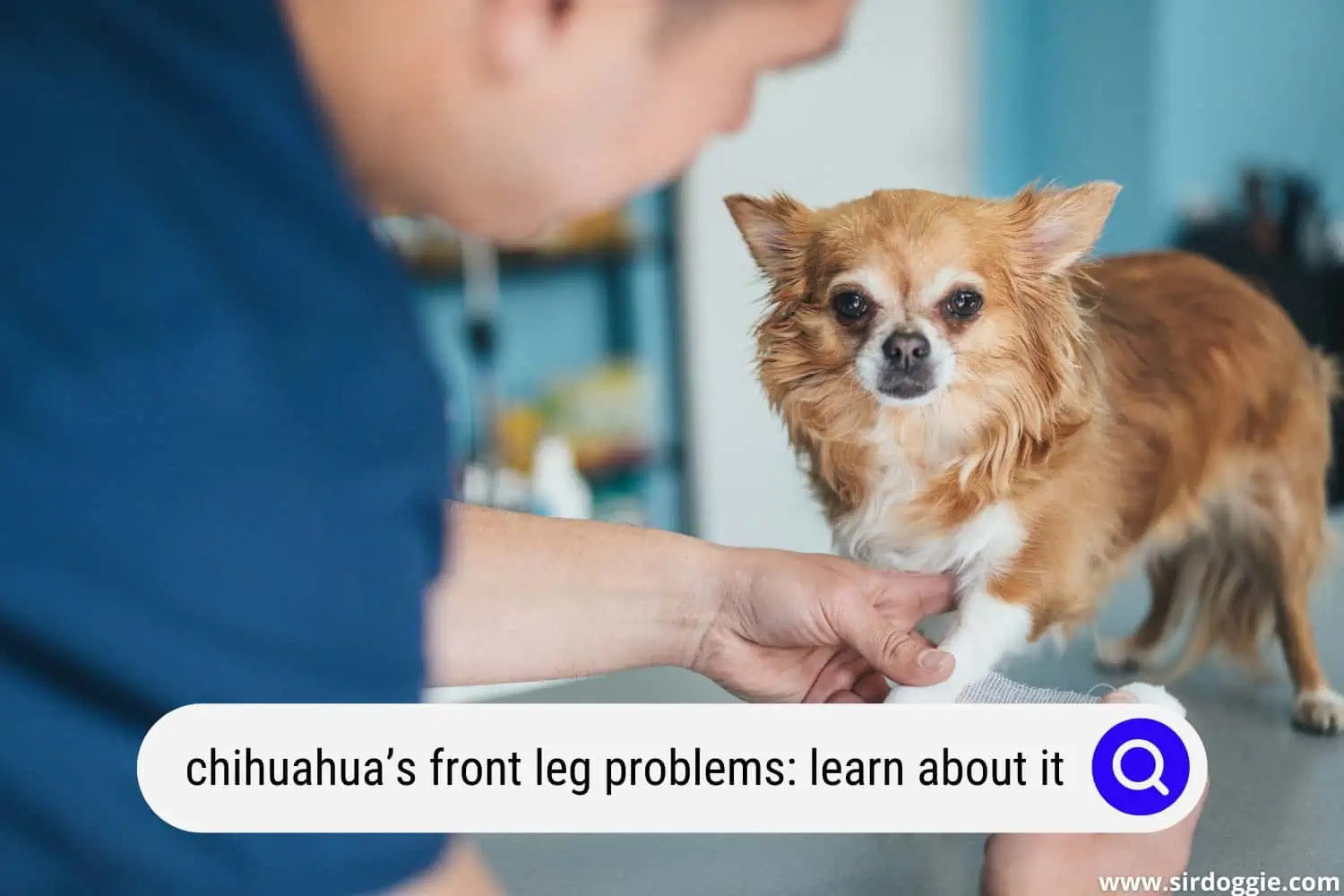 chihuahuas front leg problems