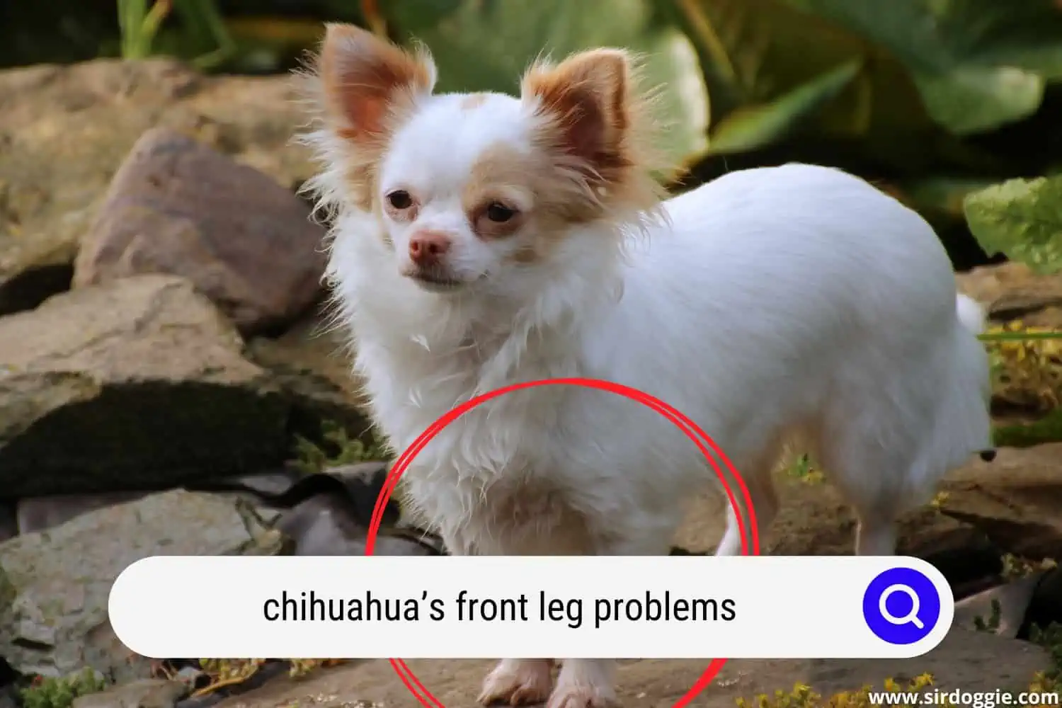 chihuahuas front leg problems