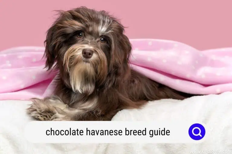 Chocolate Havanese Breed Guide