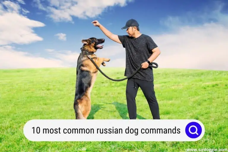 Top 10 Most Common Russian Dog Commands