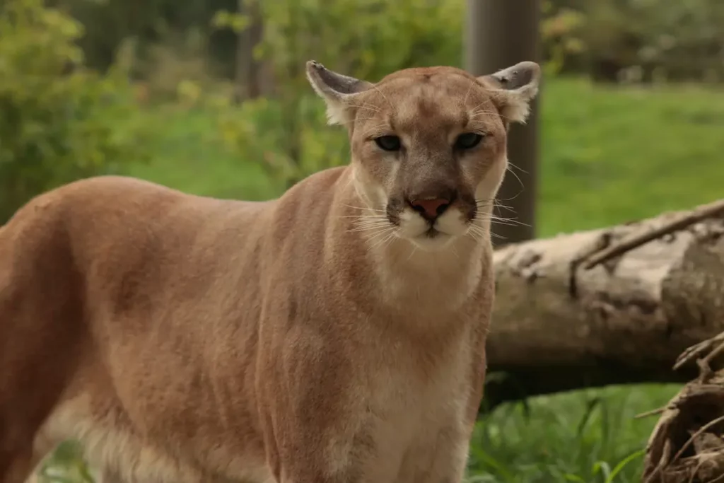 cougar with ears down