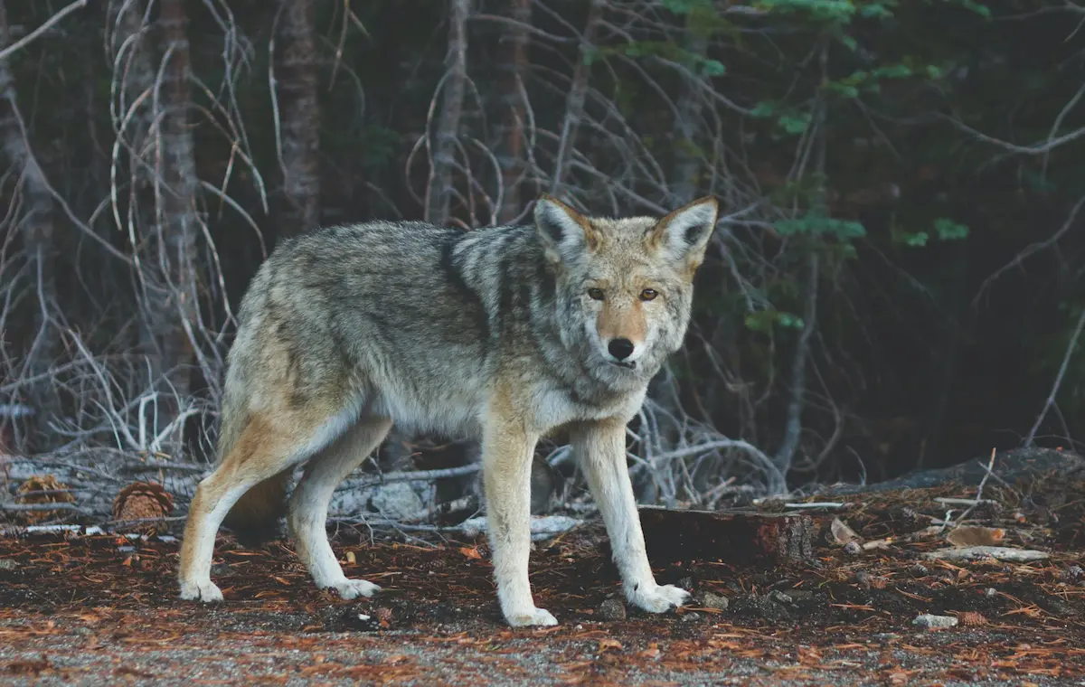 coyote in forest