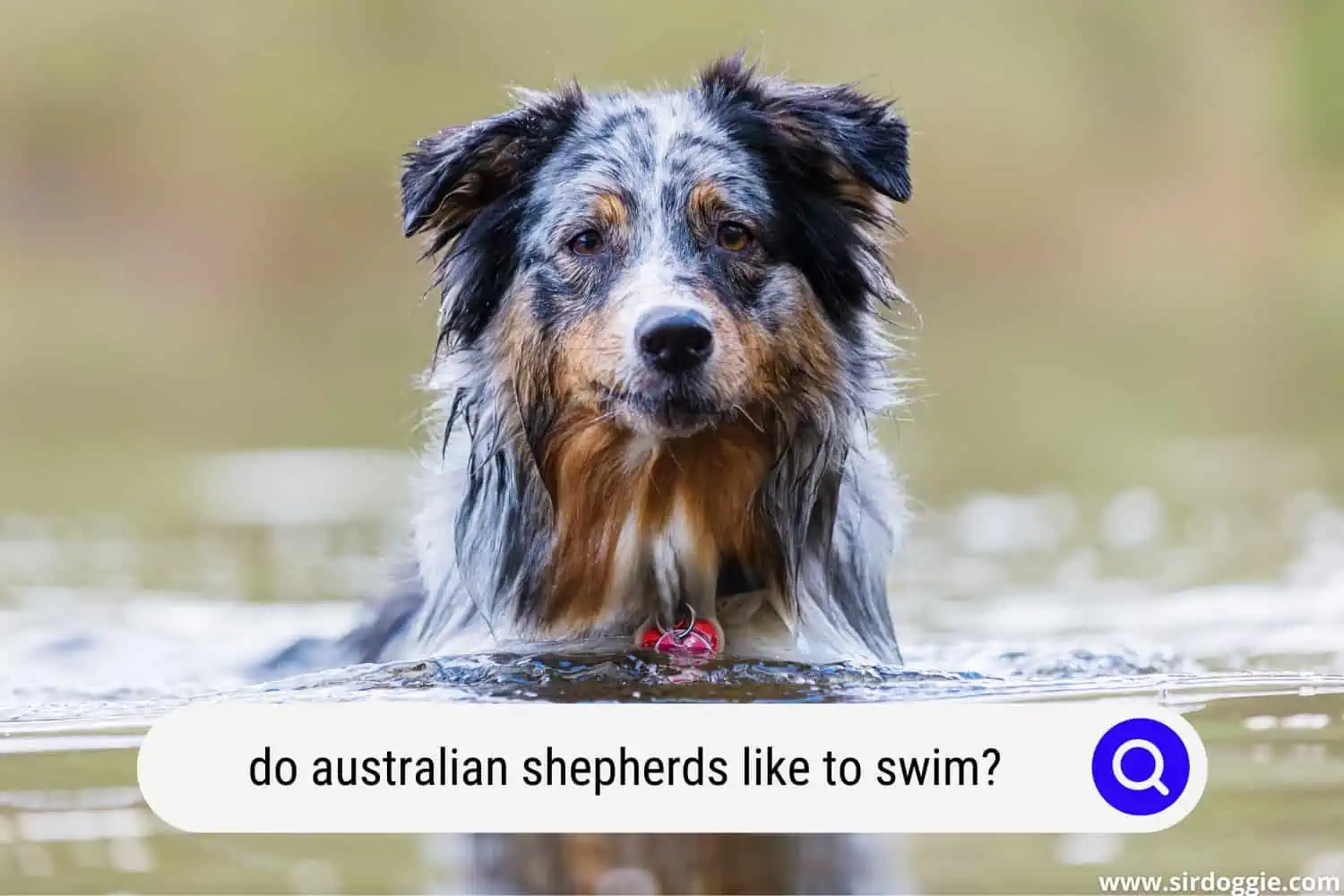 do australian shepherds like to swim