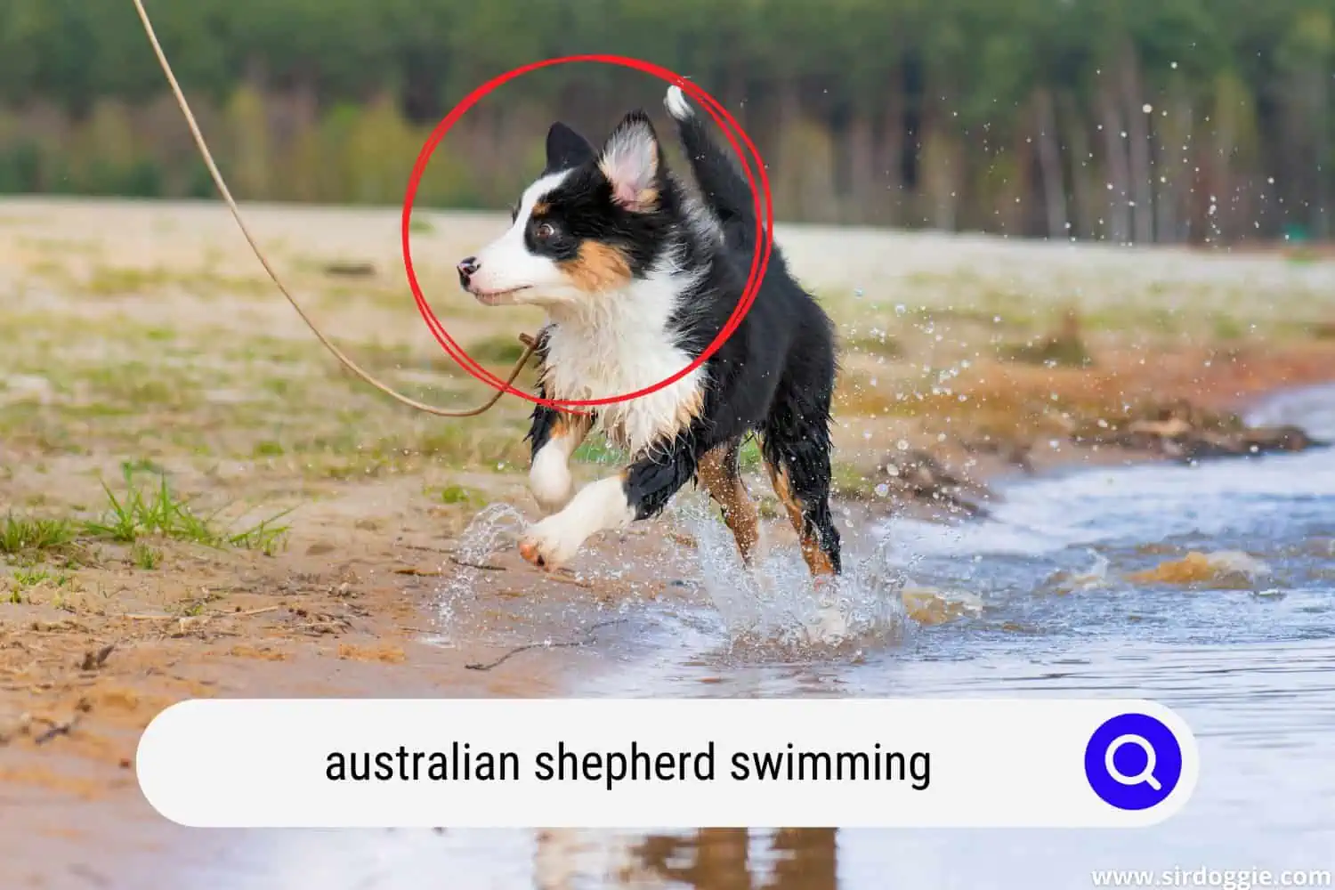 australian shepherd swimming
