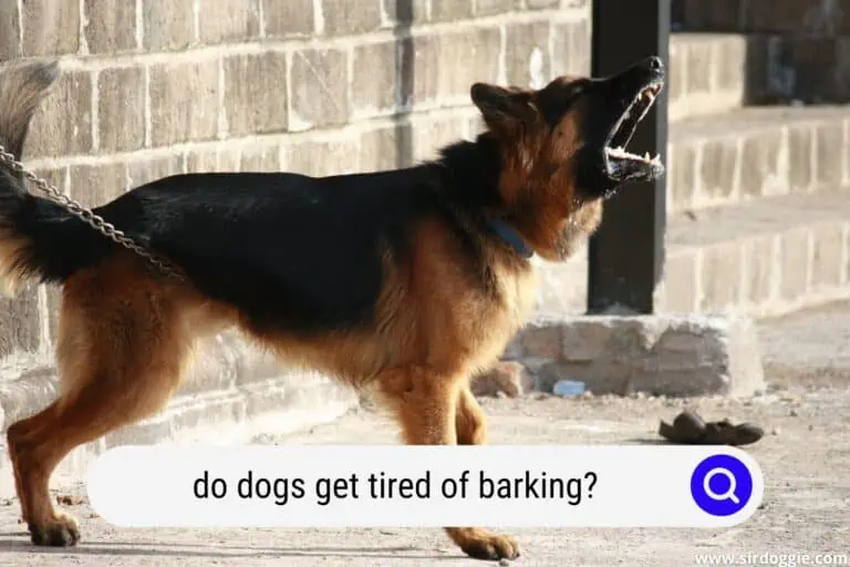 Do Dogs Get Tired Of Barking? Tips For Excessive Barking
