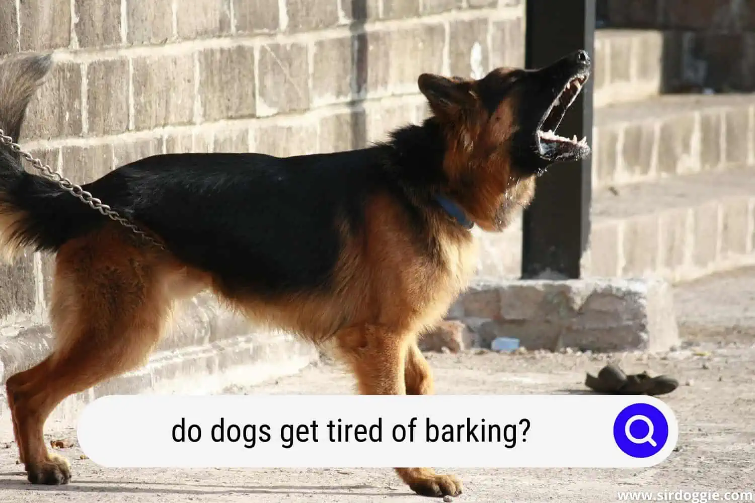 do dogs get tired of barking