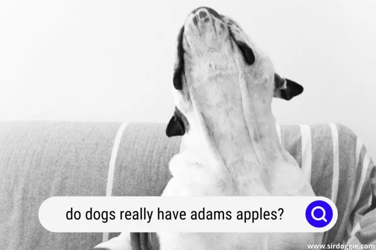 Do Dogs Have Adam’s Apples? [ANSWERED]