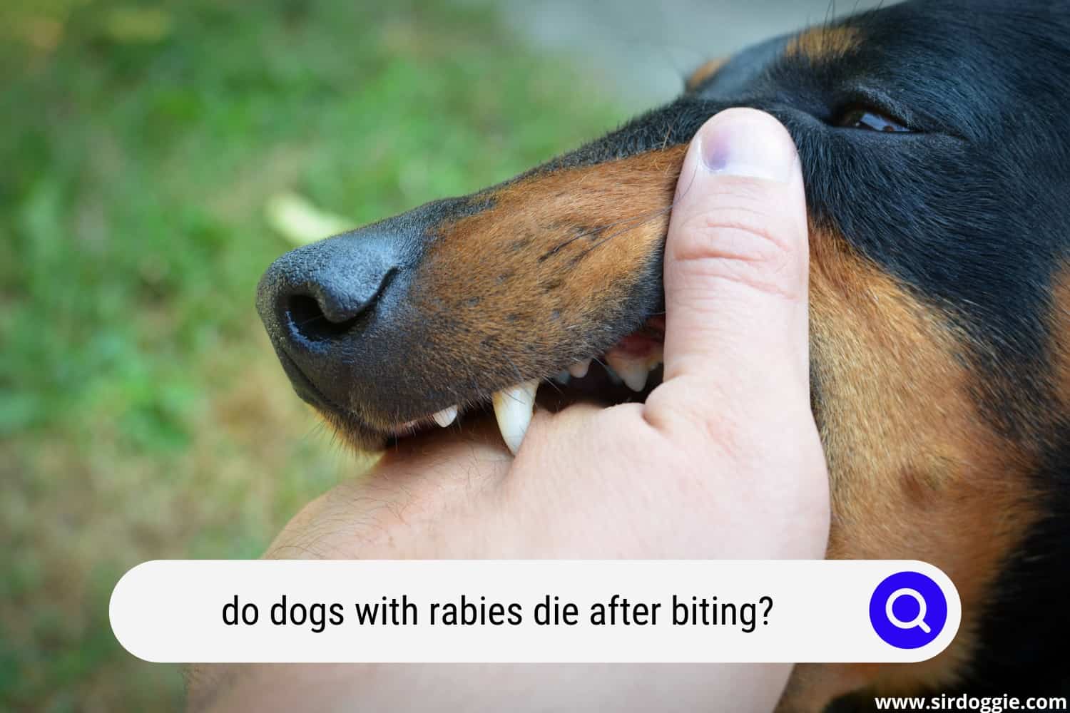 Why Does A Dog With Rabies Die After Biting? [ANSWERED] - SirDoggie.com