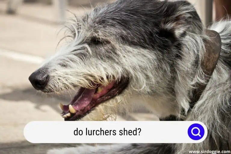 Do Lurchers Shed? [ANSWERED]
