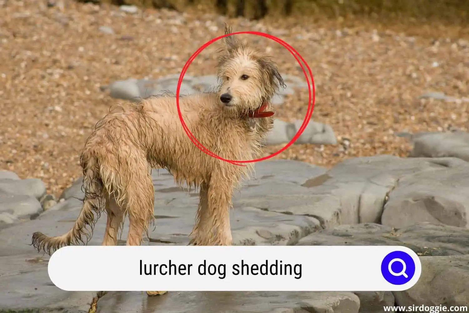 lurcher dog shedding