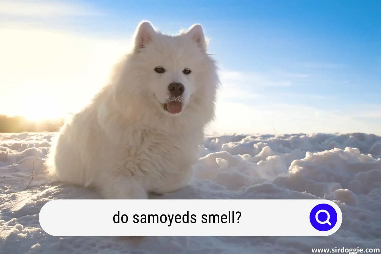 do samoyeds smell