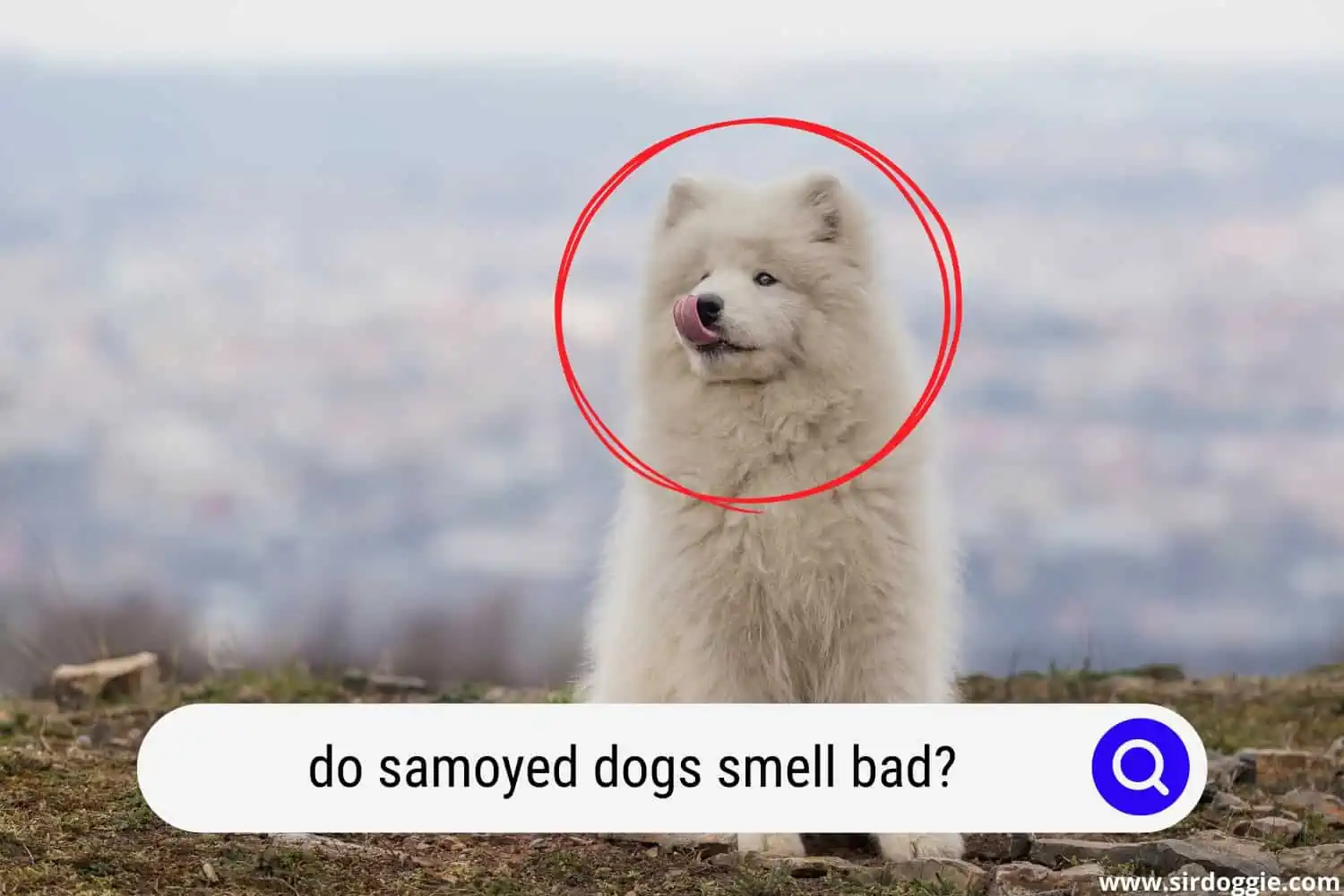 do samoyed dogs smell