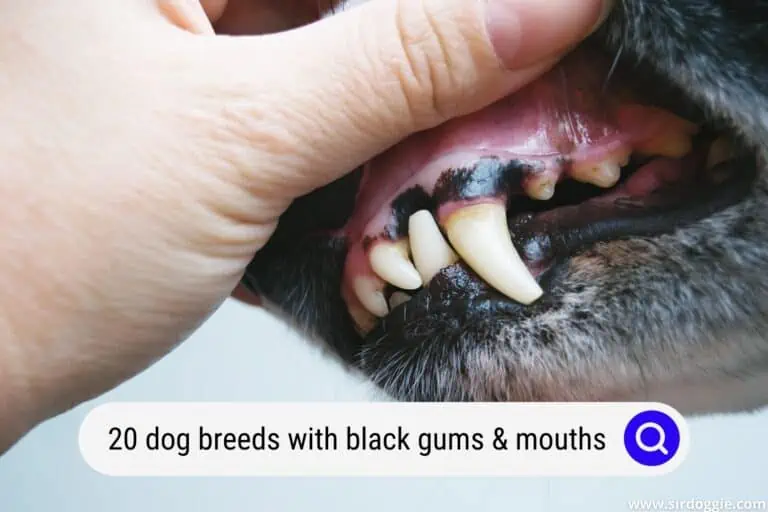 20 Dog Breeds with Black Gums & Black Mouths
