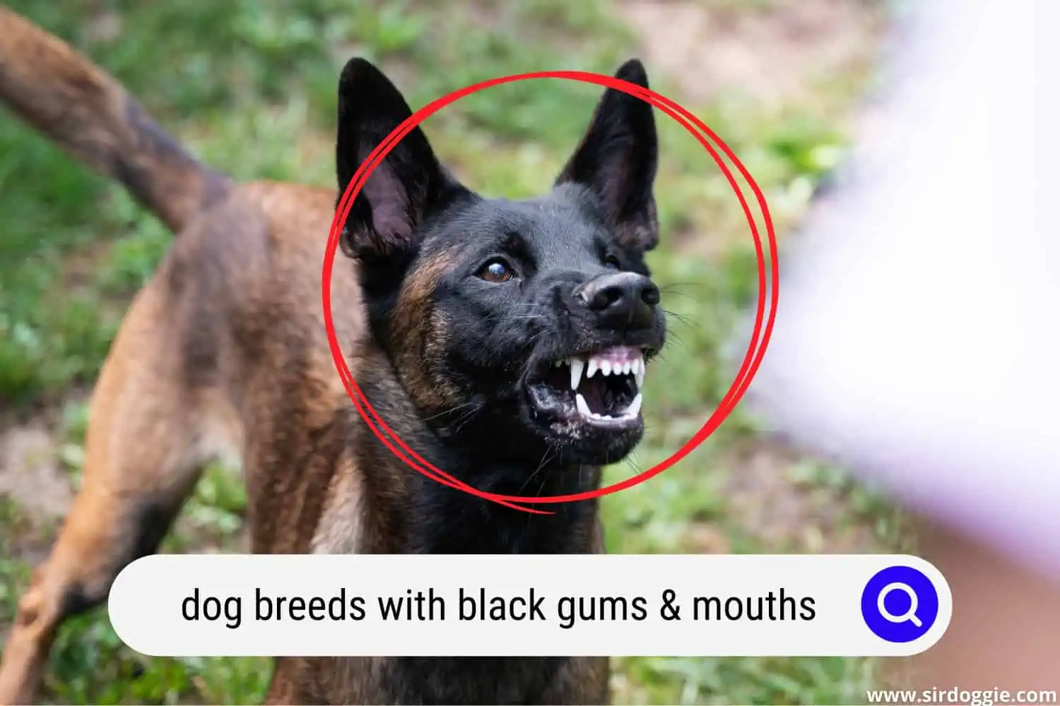 dog breeds with black gums & mouths