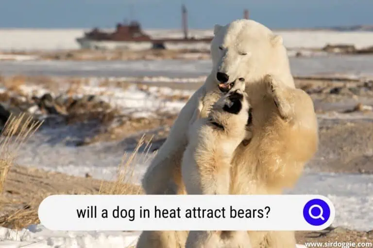 Will A Dog In Heat Attract Bears? [STAY SAFE!]