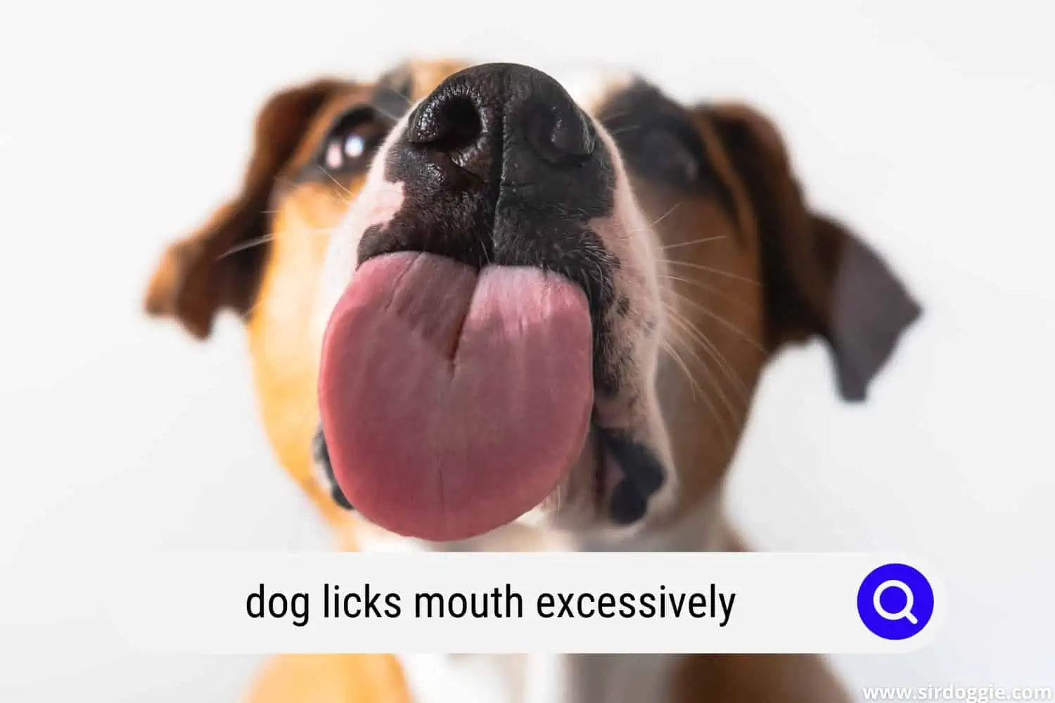 dog licks mouth excessively