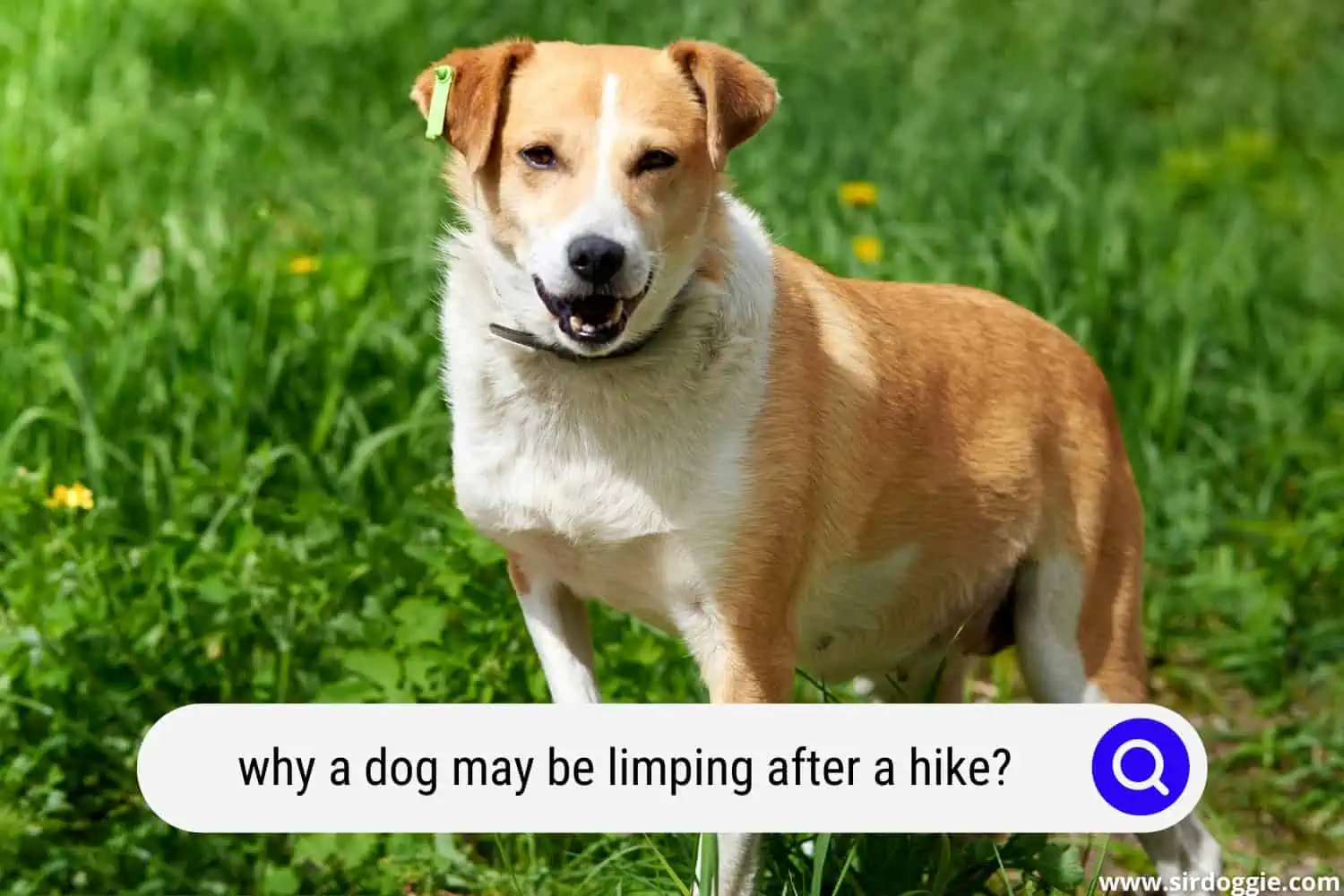 dog limping after hike