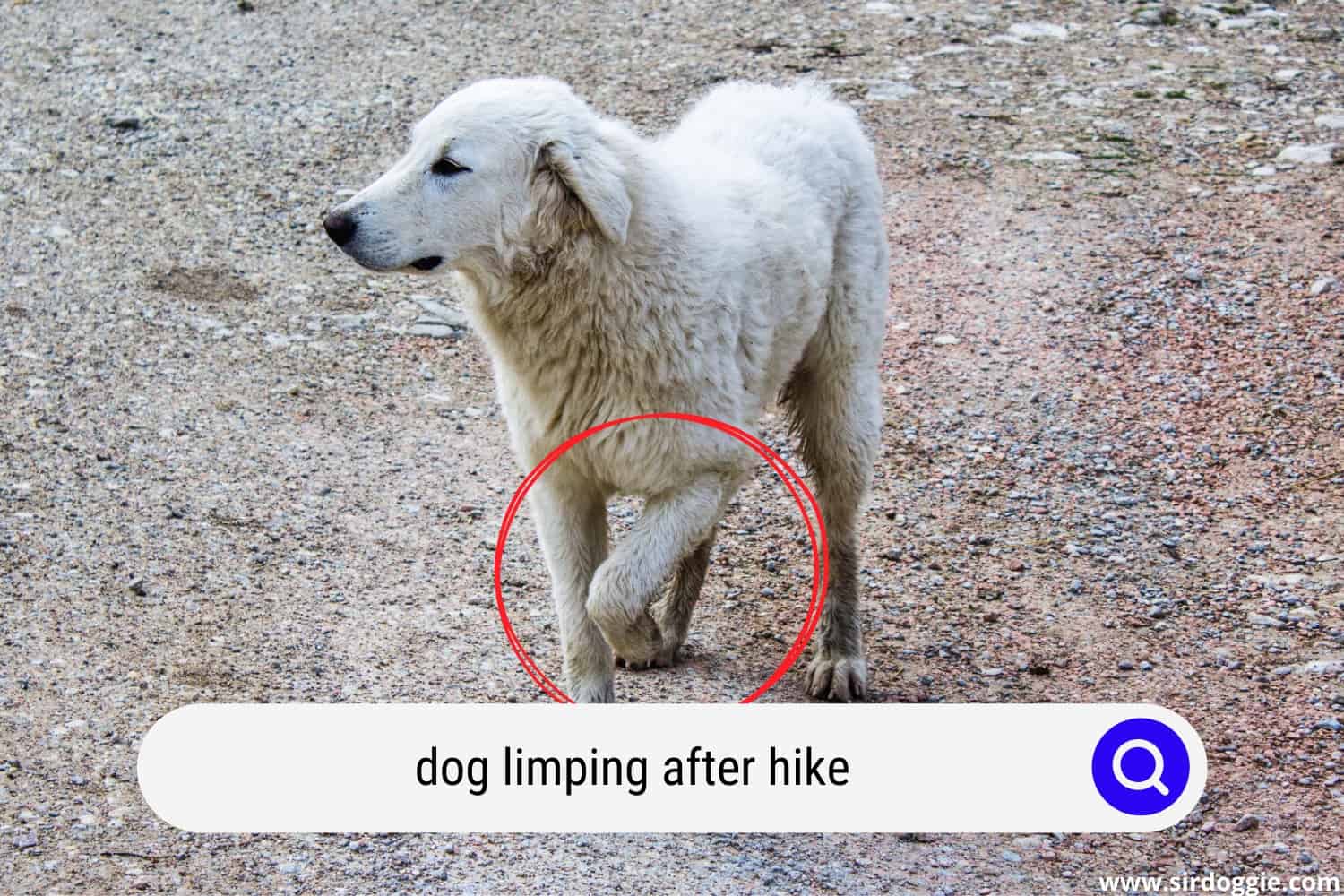dog limping after hike