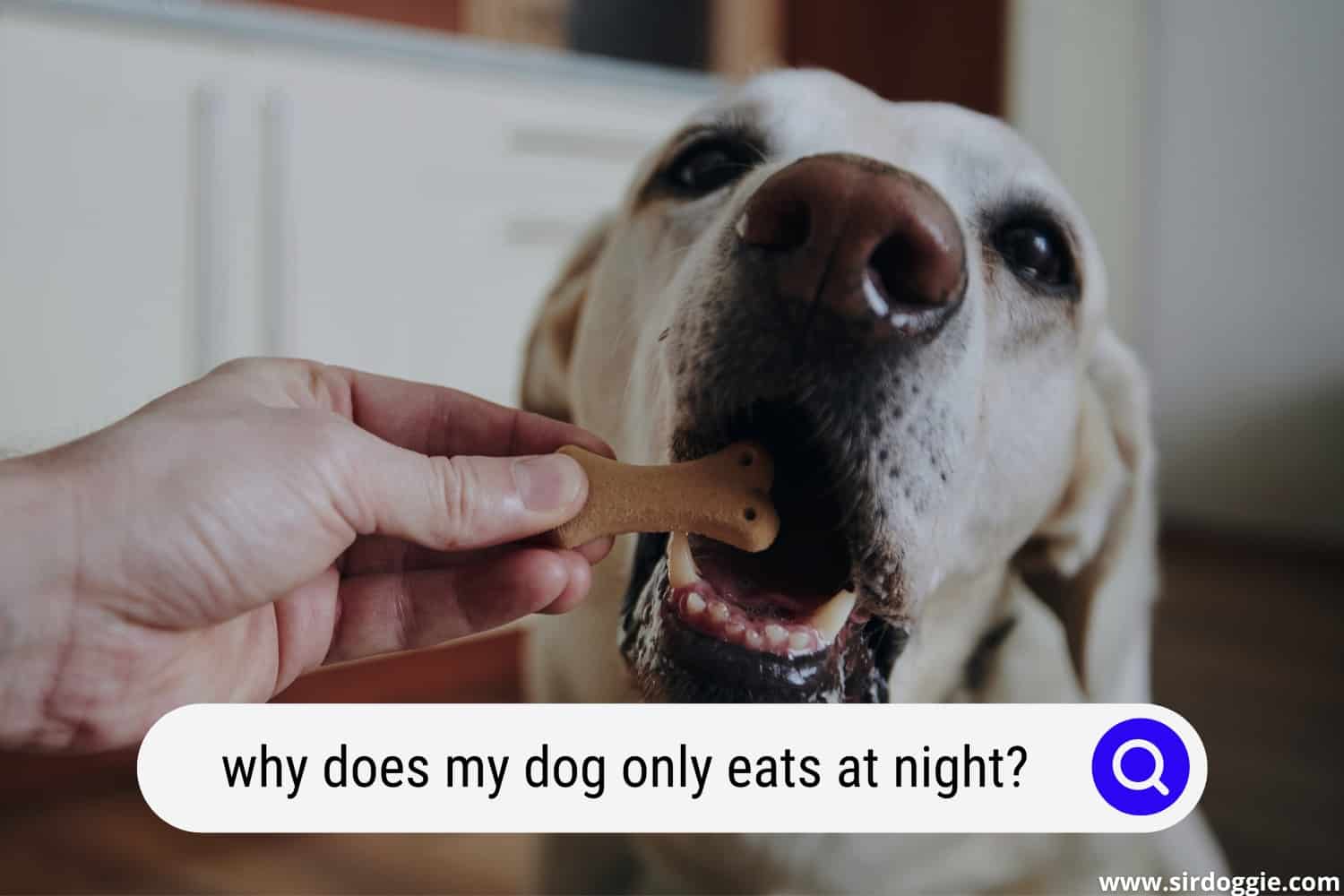 Why Does My Dog Only Eats At Night ANSWERED SirDoggie why-does-my-dog-only-eats-at-night-answered-sirdoggie