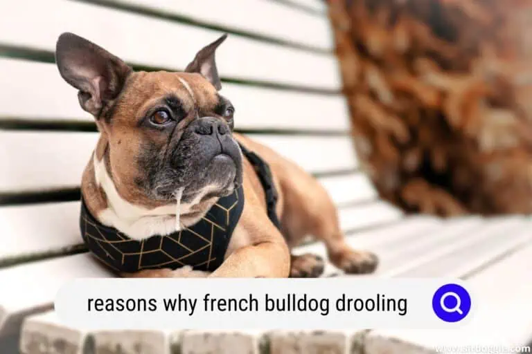 10 Reasons and 10 Tips For French Bulldogs Drooling