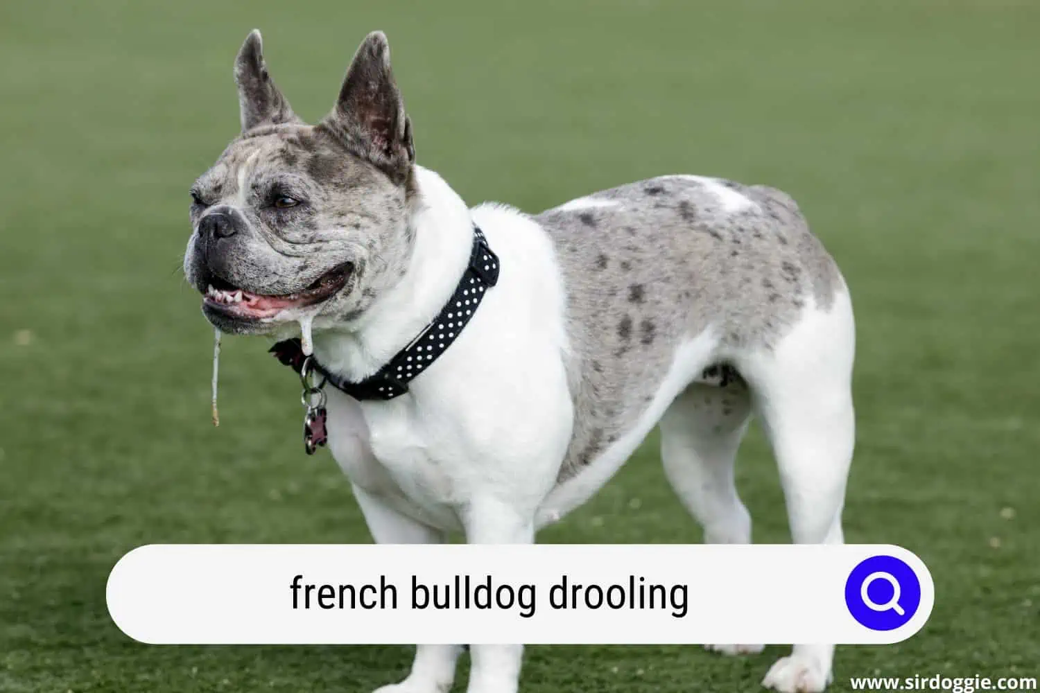 french bulldog drooling