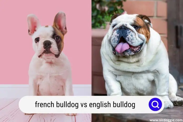 French Bulldogs vs. English Bulldogs: Similarities and Differences