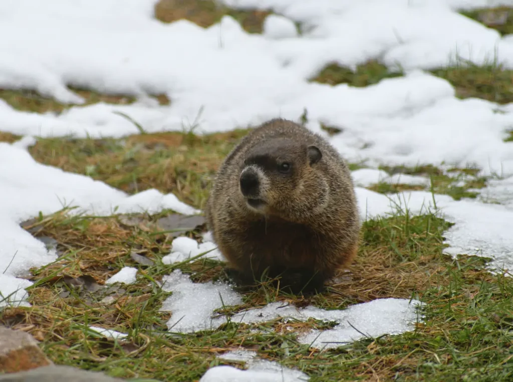 groundhog walking through snowy grass
