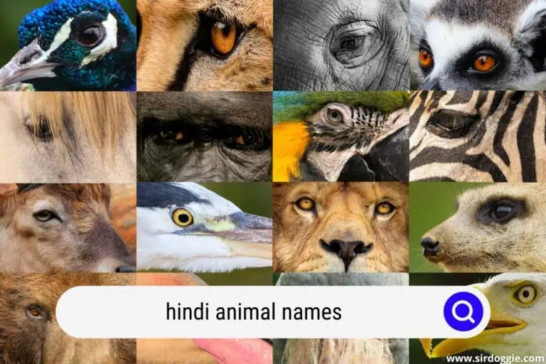 42 Animal Names in Hindi