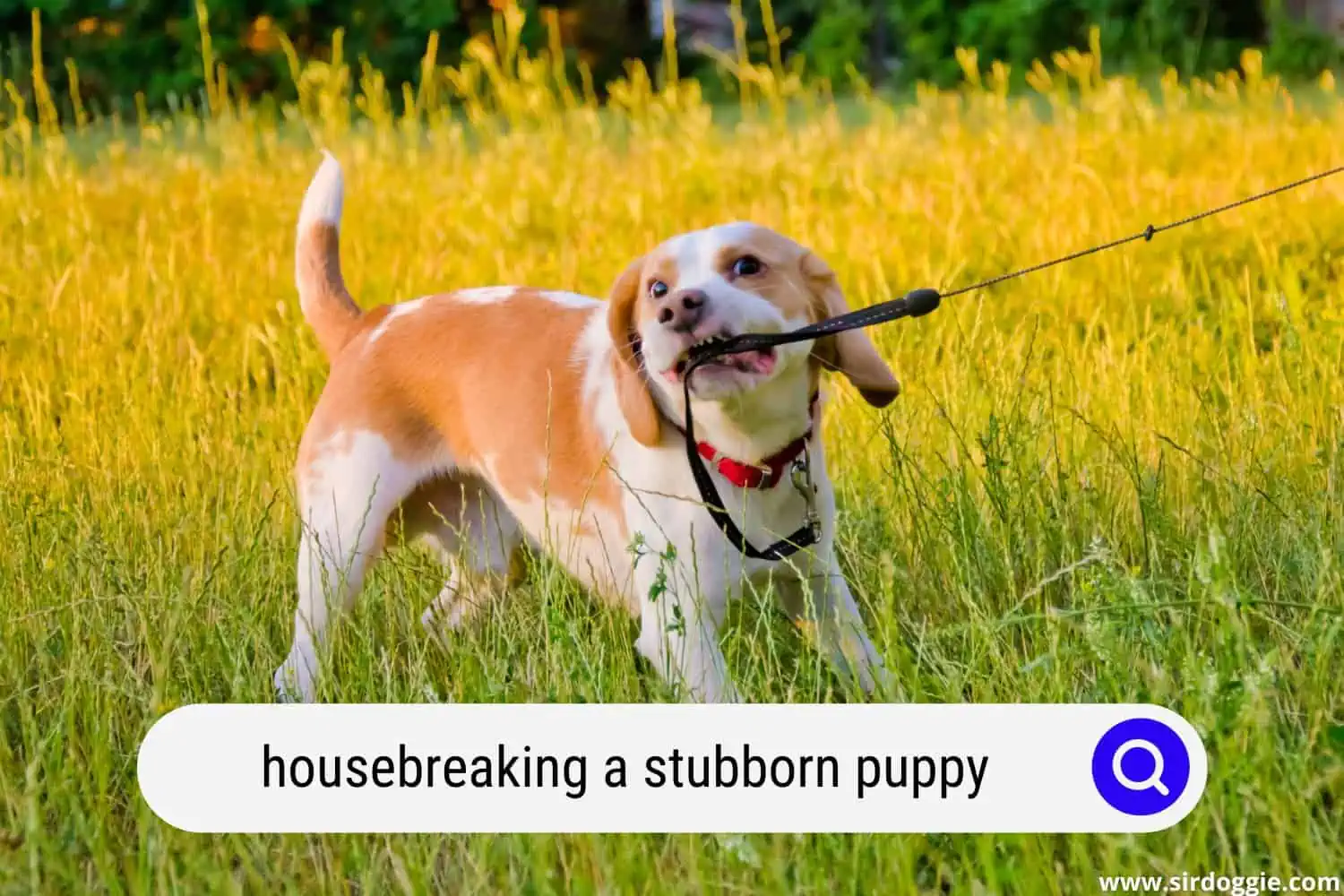 housebreaking a stubborn puppy