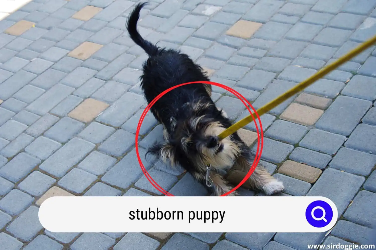 stubborn puppy